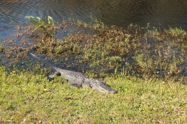 Alligatoren in den Everglades