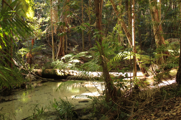 Dschungel auf Fraser Island