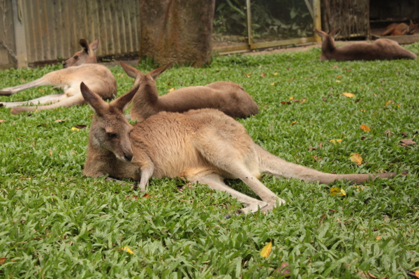 Kangaroos in Australien