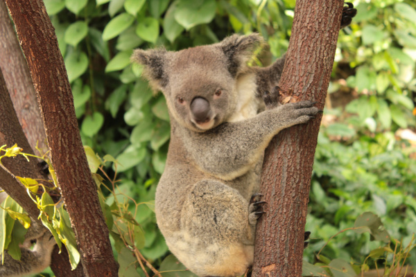 Koala's in Australien 