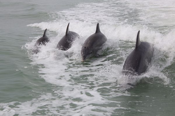Delphine in Florida sehen