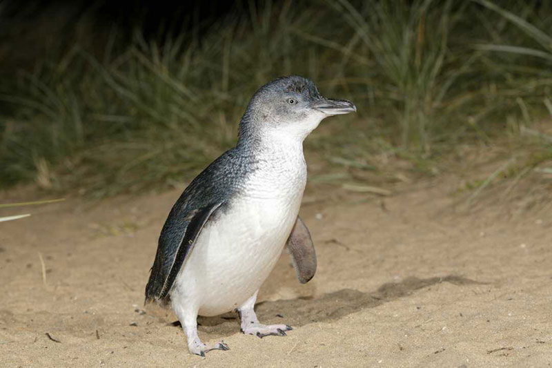 Mini-Pinguine in Australien
